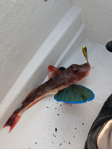 ホウボウの釣果