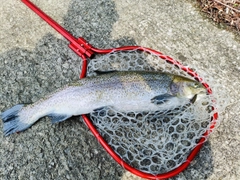 ニジマスの釣果