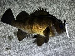 アカメバルの釣果