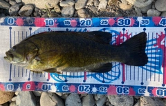 スモールマウスバスの釣果