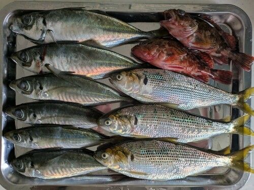 アジの釣果