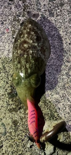 コウイカの釣果