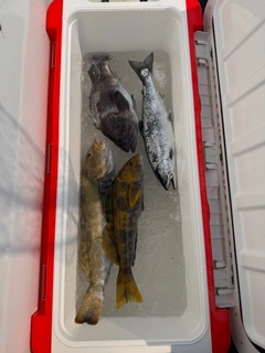 サクラマスの釣果