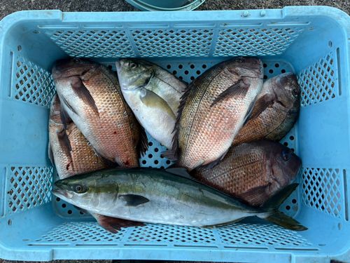 シマアジの釣果