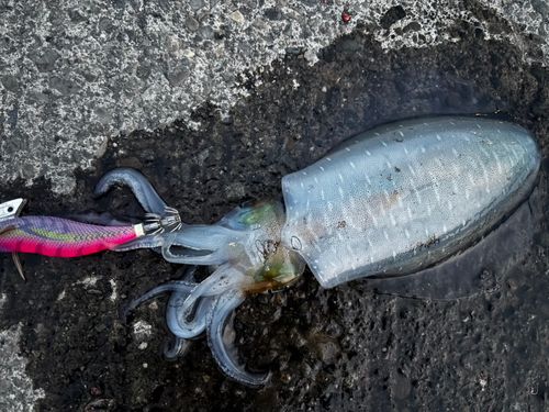 アオリイカの釣果