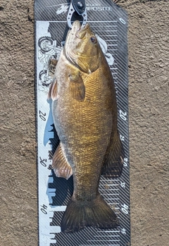 スモールマウスバスの釣果