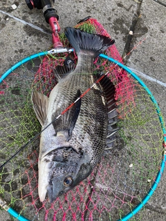チヌの釣果