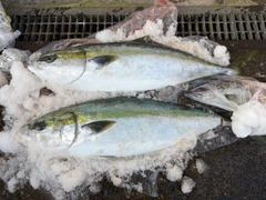 ブリの釣果