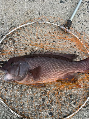 コブダイの釣果