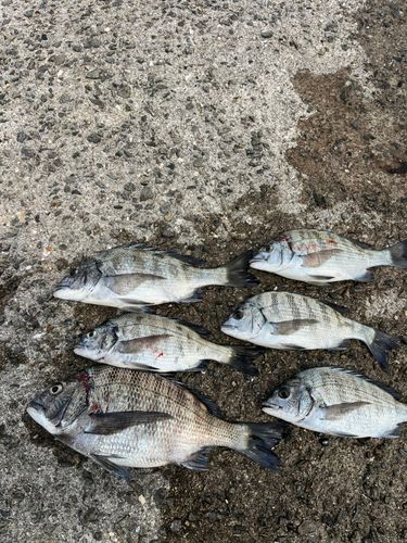 チヌの釣果