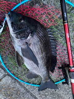 チヌの釣果