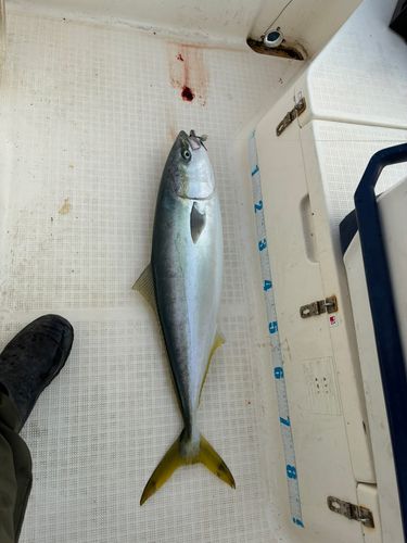 ブリの釣果