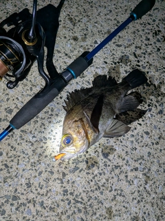 クロメバルの釣果