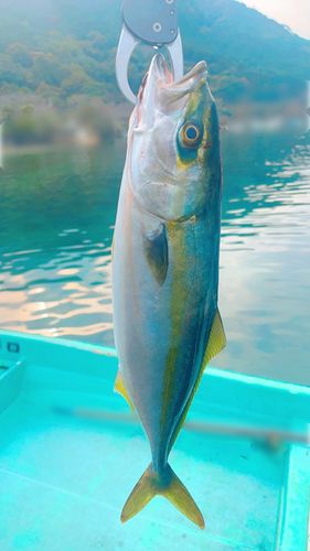 ハマチの釣果