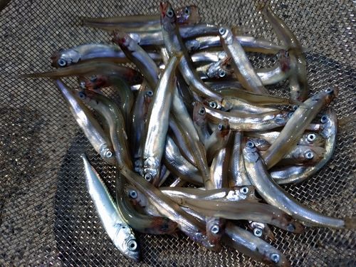チアユの釣果