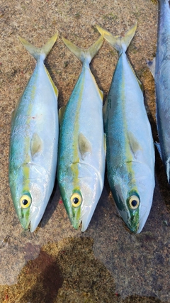 コゾクラの釣果