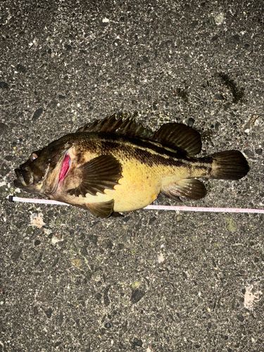 シマソイの釣果