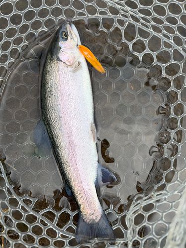 ニジマスの釣果