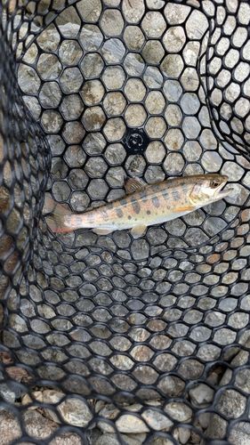 ヤマメの釣果