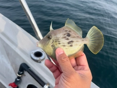 カワハギの釣果