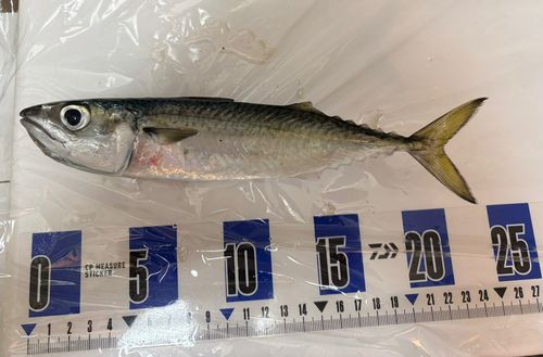 サバの釣果
