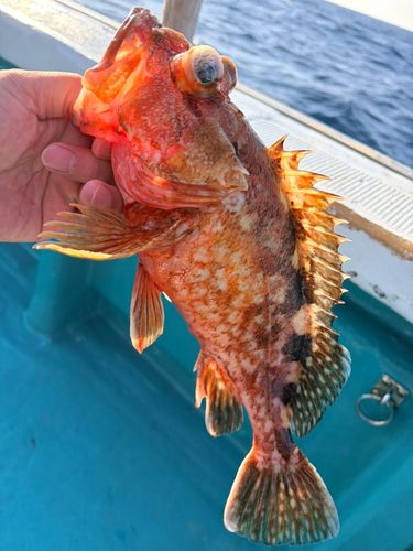 ガシラの釣果