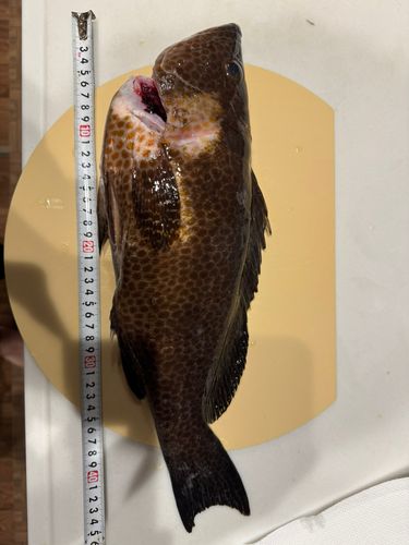 オオモンハタの釣果
