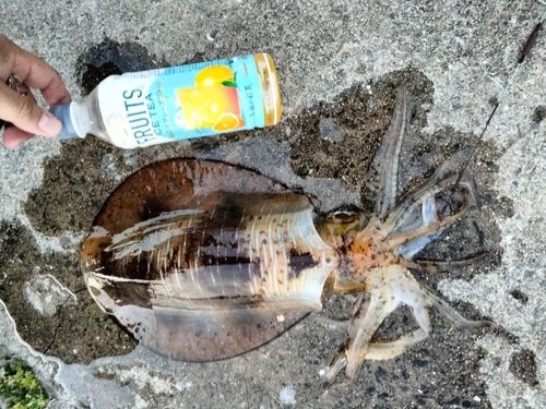 アオリイカの釣果