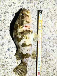 タケノコメバルの釣果