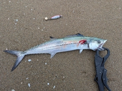 サゴシの釣果