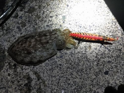 コウイカの釣果