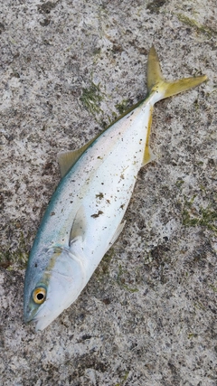 コゾクラの釣果