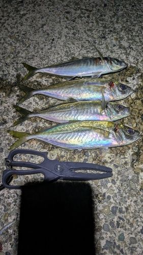 アジの釣果