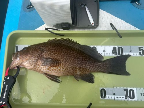 オオモンハタの釣果