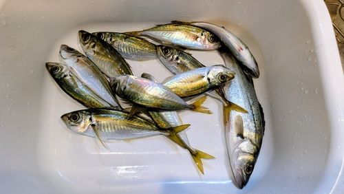 アジの釣果