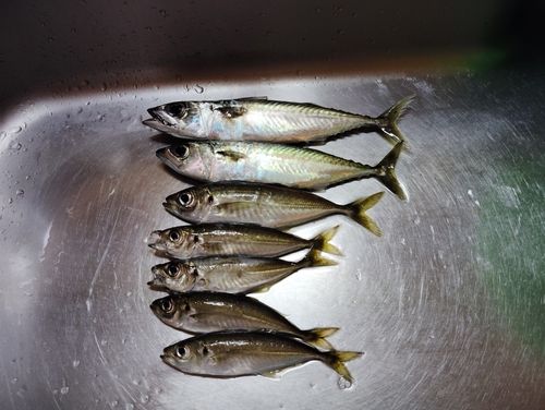 サバの釣果