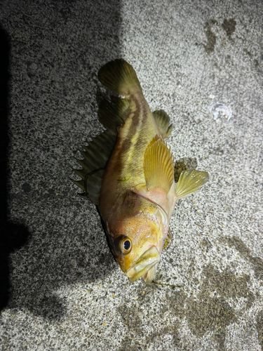 シマゾイの釣果