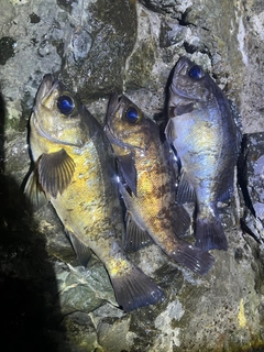 クロメバルの釣果