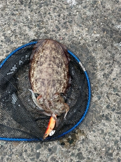 コウイカの釣果