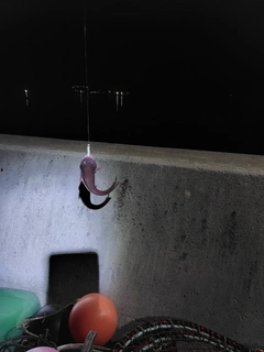 エゾイソアイナメの釣果