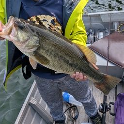 ブラックバスの釣果写真