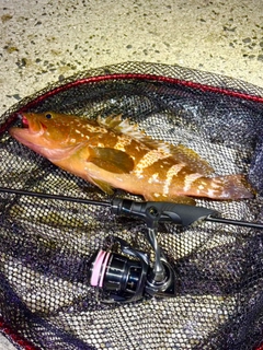 キジハタの釣果