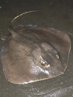 アカエイの釣果