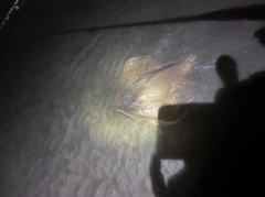 エイの釣果