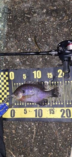 ブルーギルの釣果