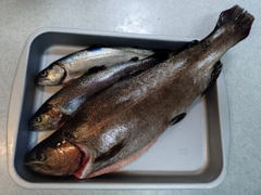 ニジマスの釣果