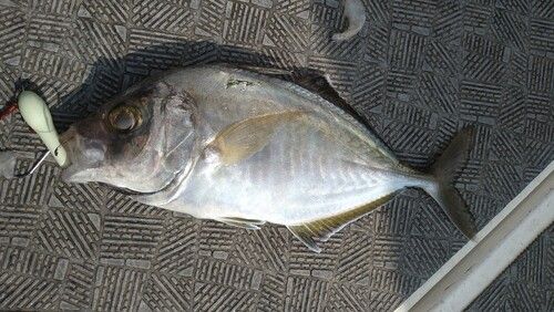 ナンヨウカイワリの釣果