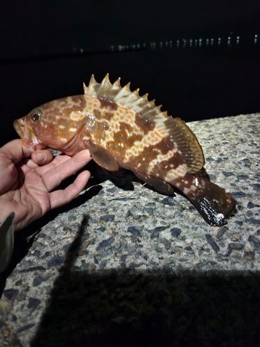 アコウの釣果