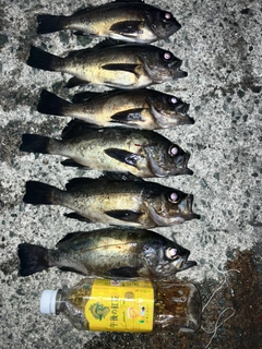 メバルの釣果