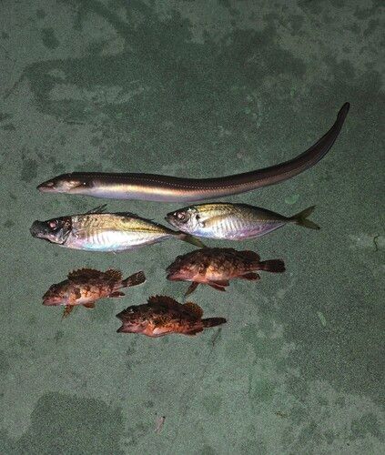 マアジの釣果